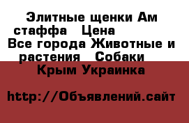 Элитные щенки Ам.стаффа › Цена ­ 25 000 - Все города Животные и растения » Собаки   . Крым,Украинка